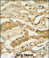 NDUF3 Antibody (N-term)